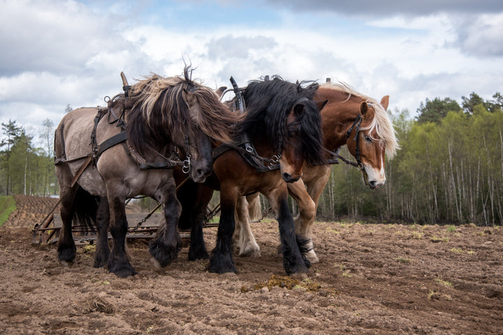 All about working horses