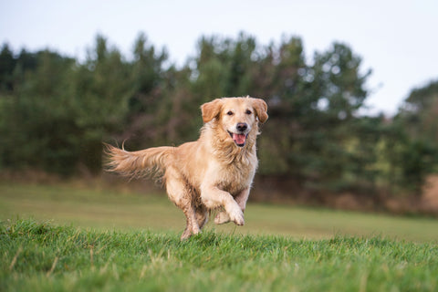 Labradors jumping on grass