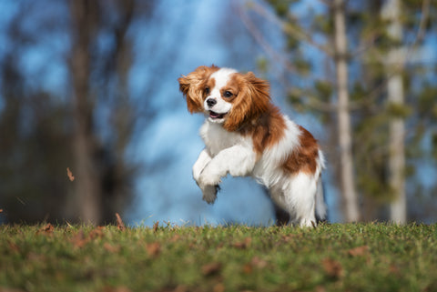 Cavalier King Charles Spaniel jumping outside