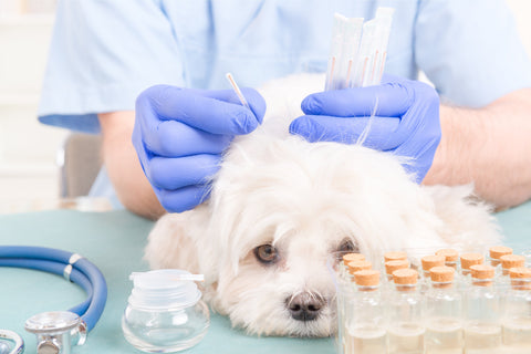 Small dogs gets acupuncture treatment