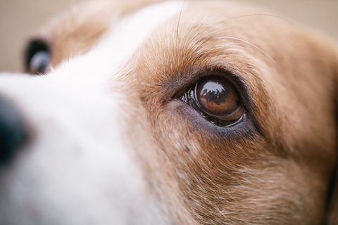 How to take care of your dog’s eyes