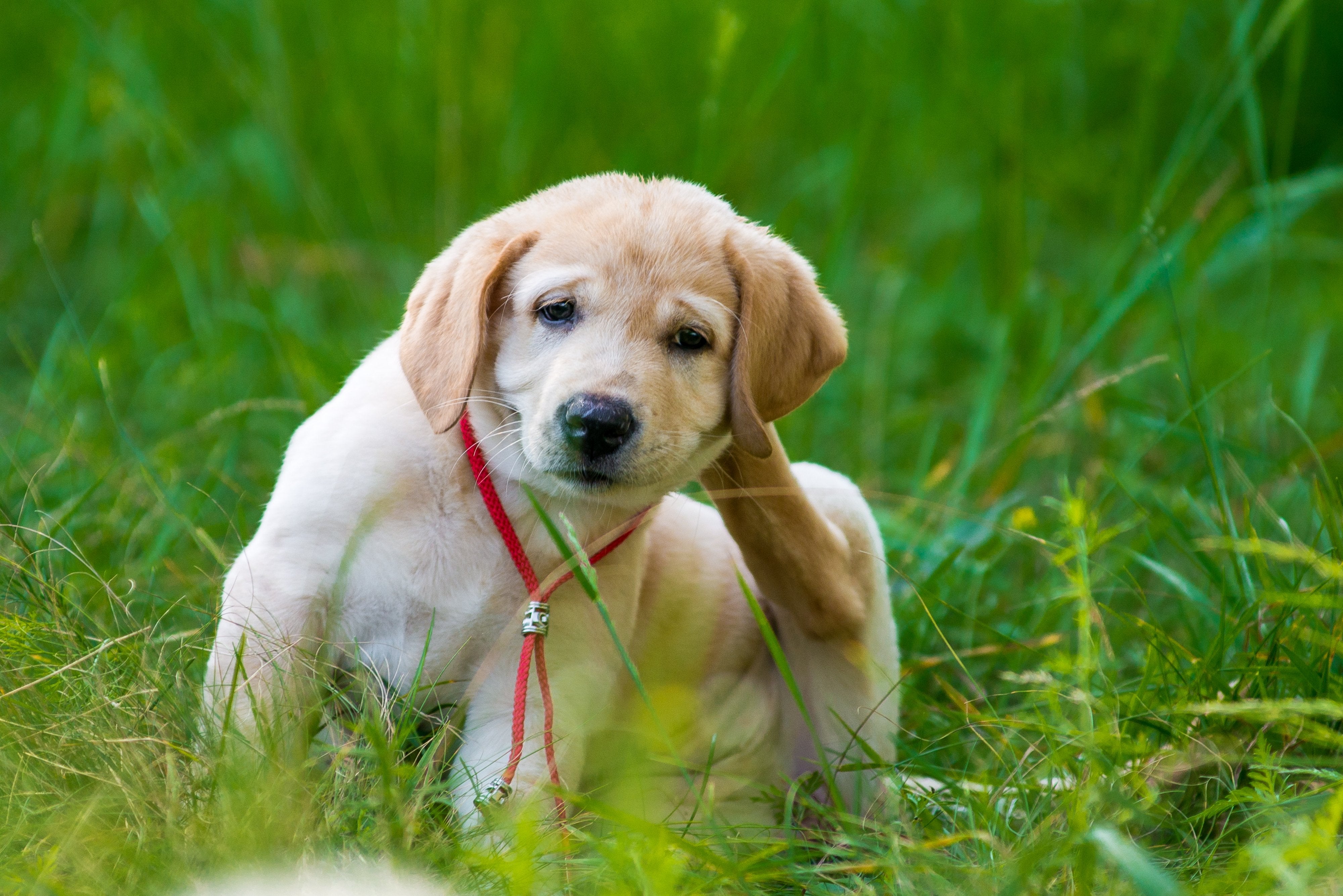 Dog itching in field of grass