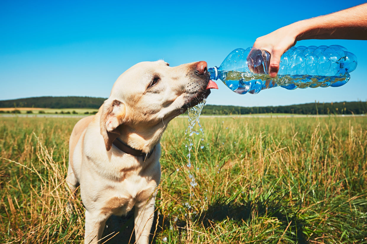 Heat stroke in dogs