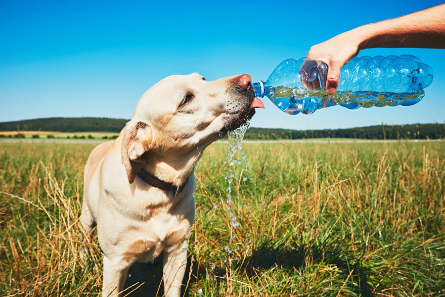 Heat stroke in dogs