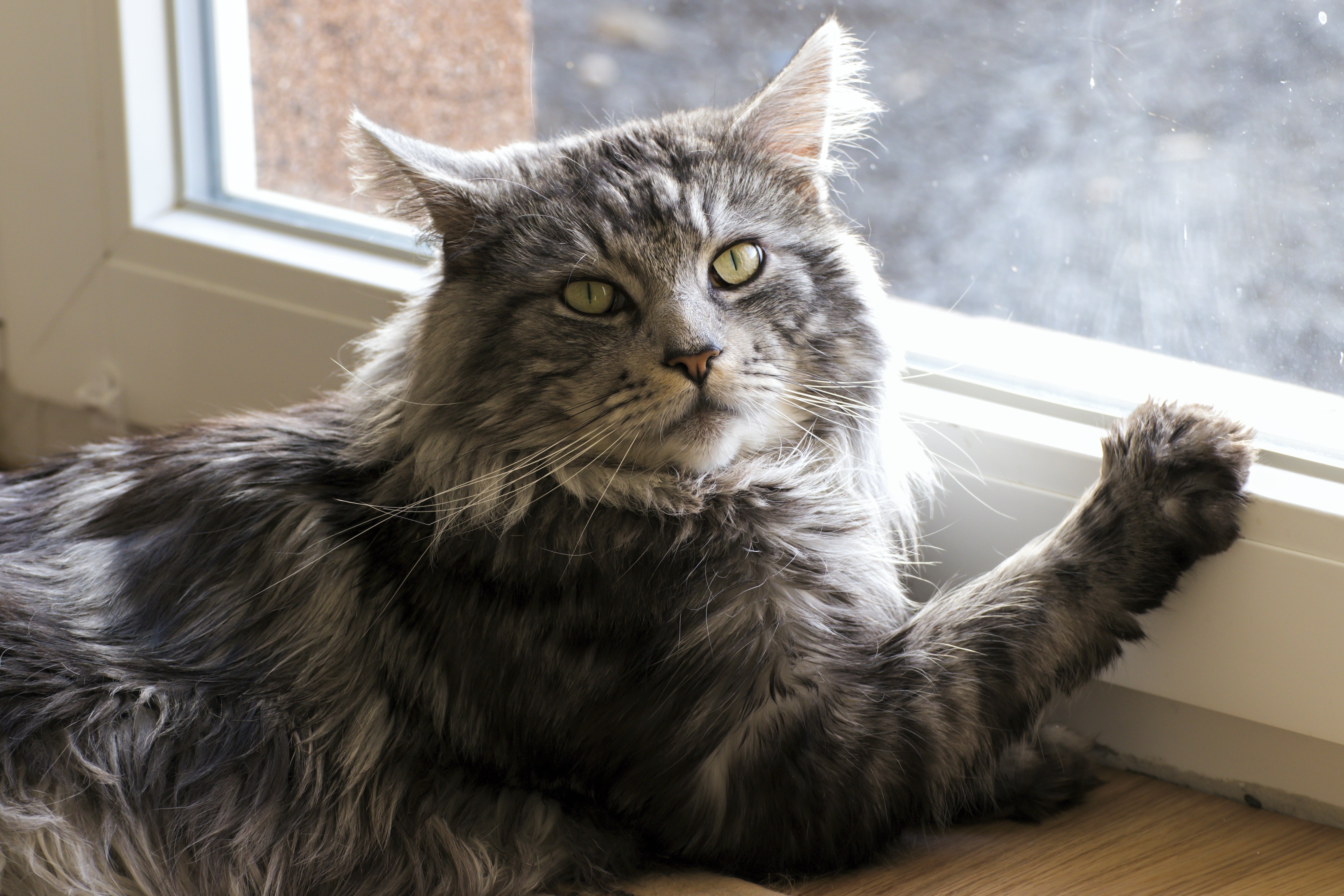 Older Maine Coon cat relaxes by window