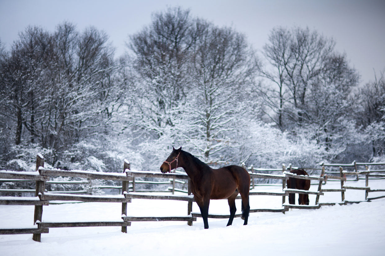 Horse standing in the snow