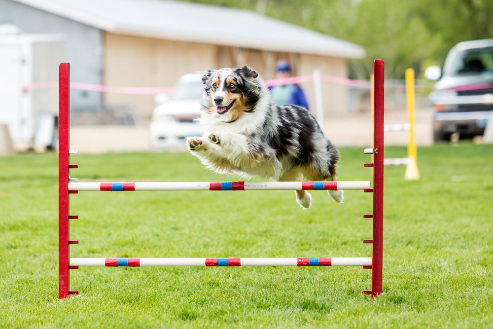 Happy agility dog