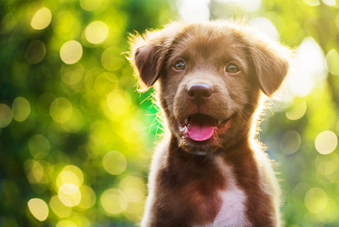 Happy puppy smiling in the sun