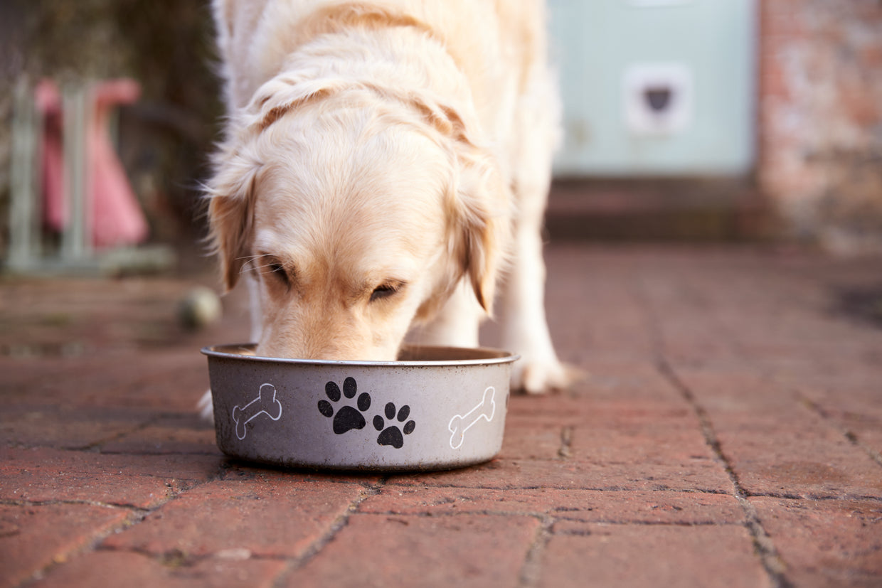 Dog eating from bowl