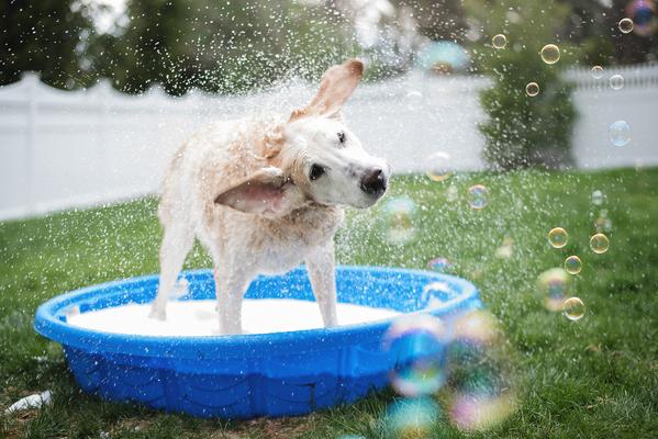 How To Bathe Your Dog - Shake It Off
