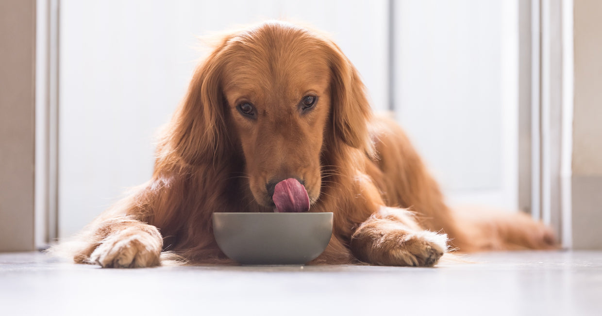 Golden retriever eating gentle dog food with probiotic out of food bowl for YuMove.