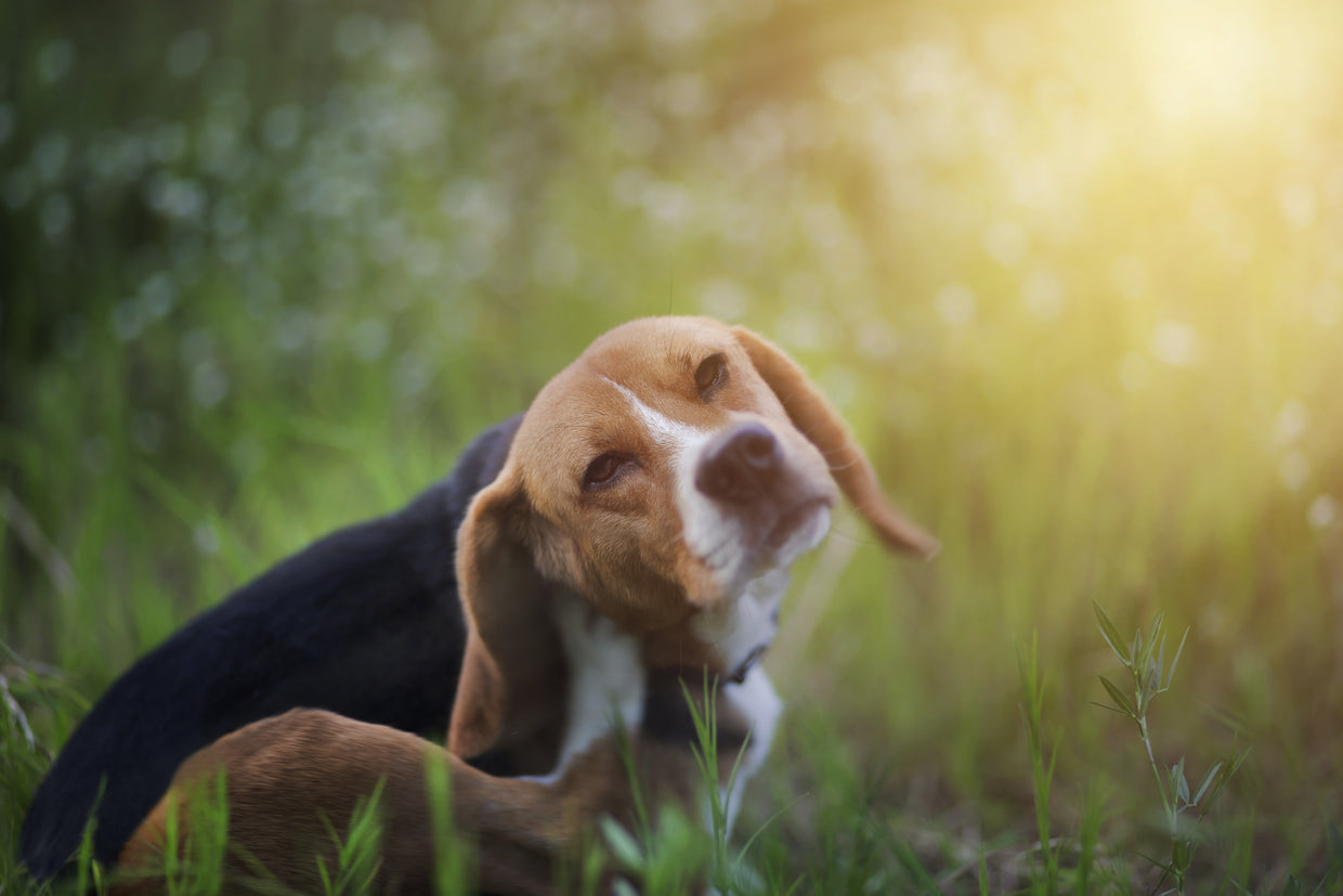 Dog scratching in a meadow