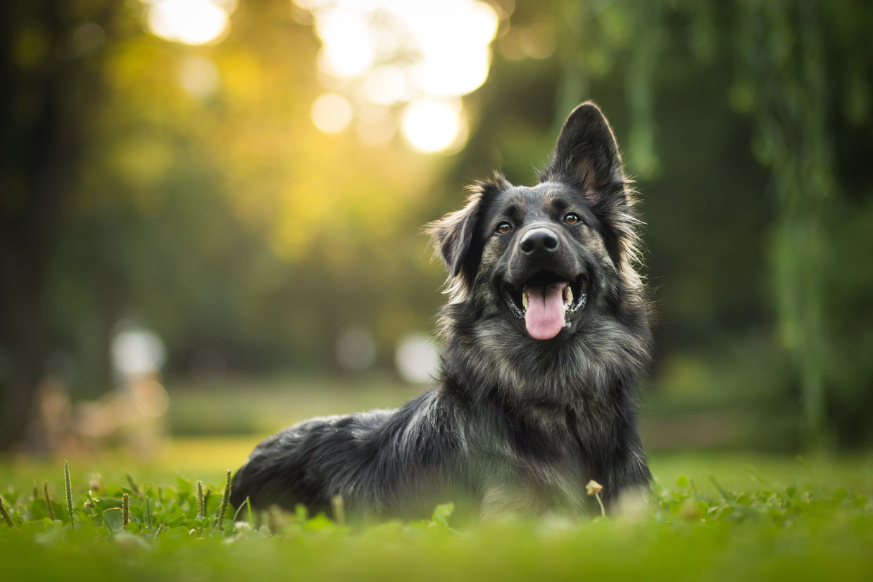 Happy dog outside in the sunshine