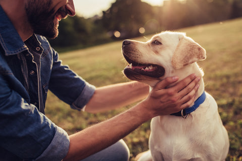 Happy dog being held by human