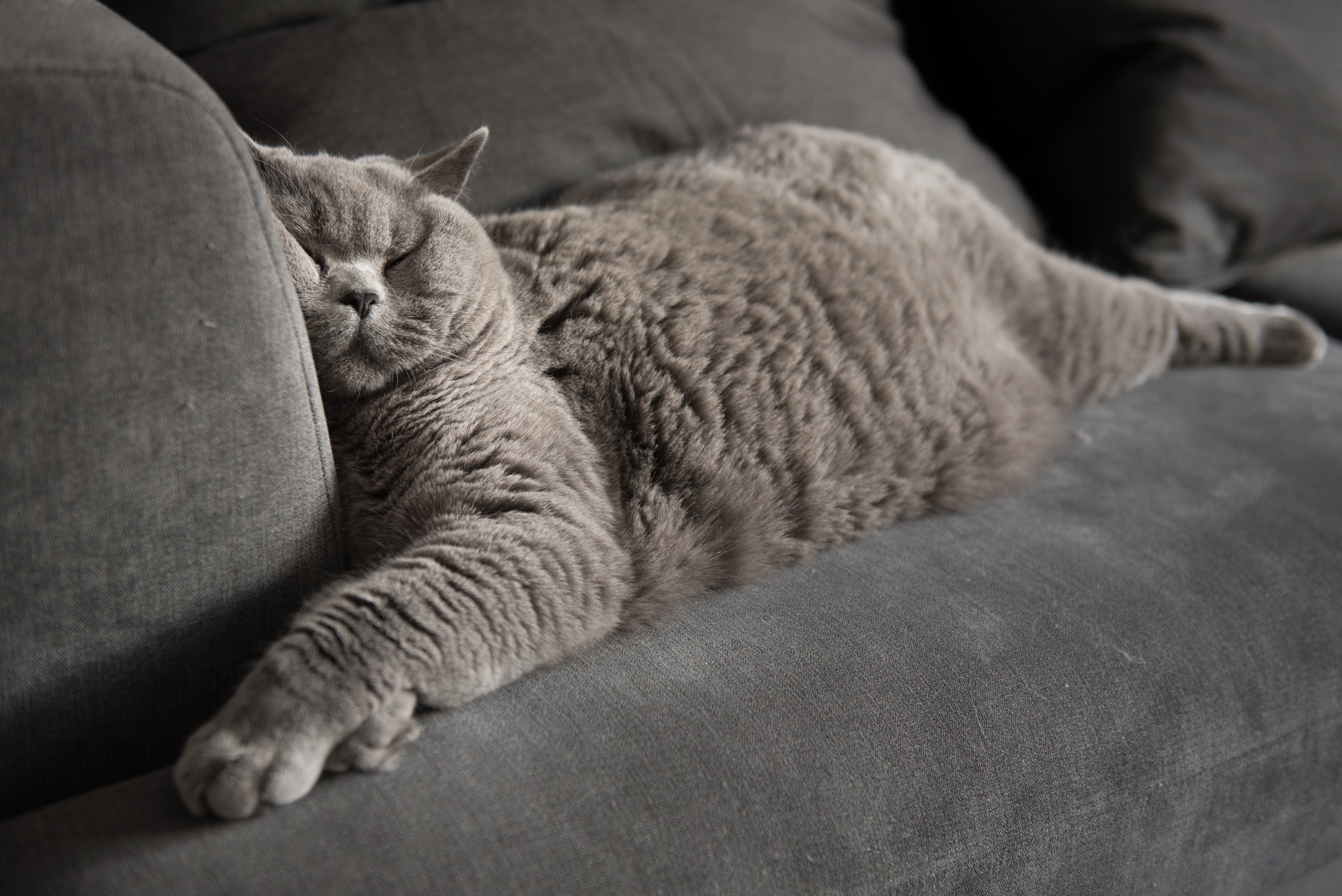 Sleeping cat on sofa