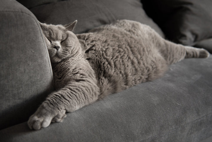 Do cats dream?