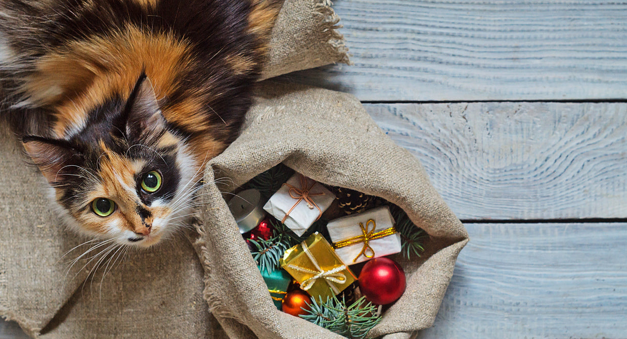 Cat with Christmas presents