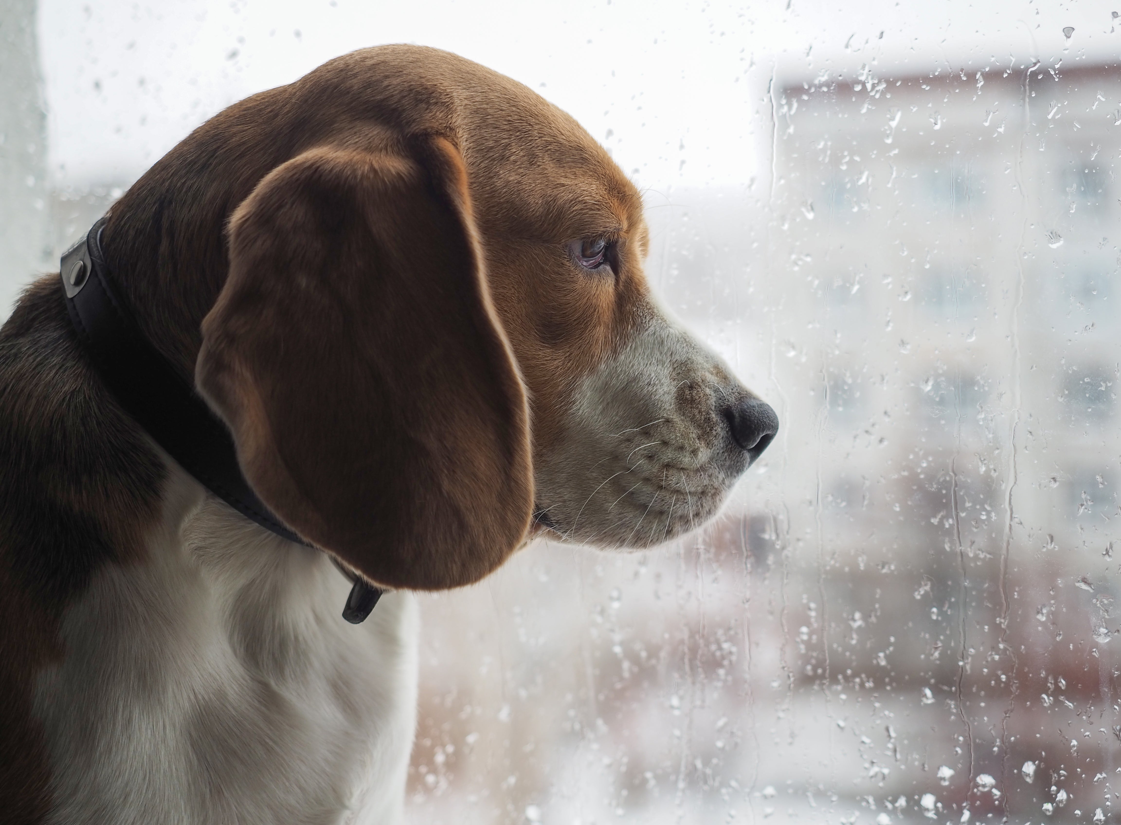 Sad dog looking out of window