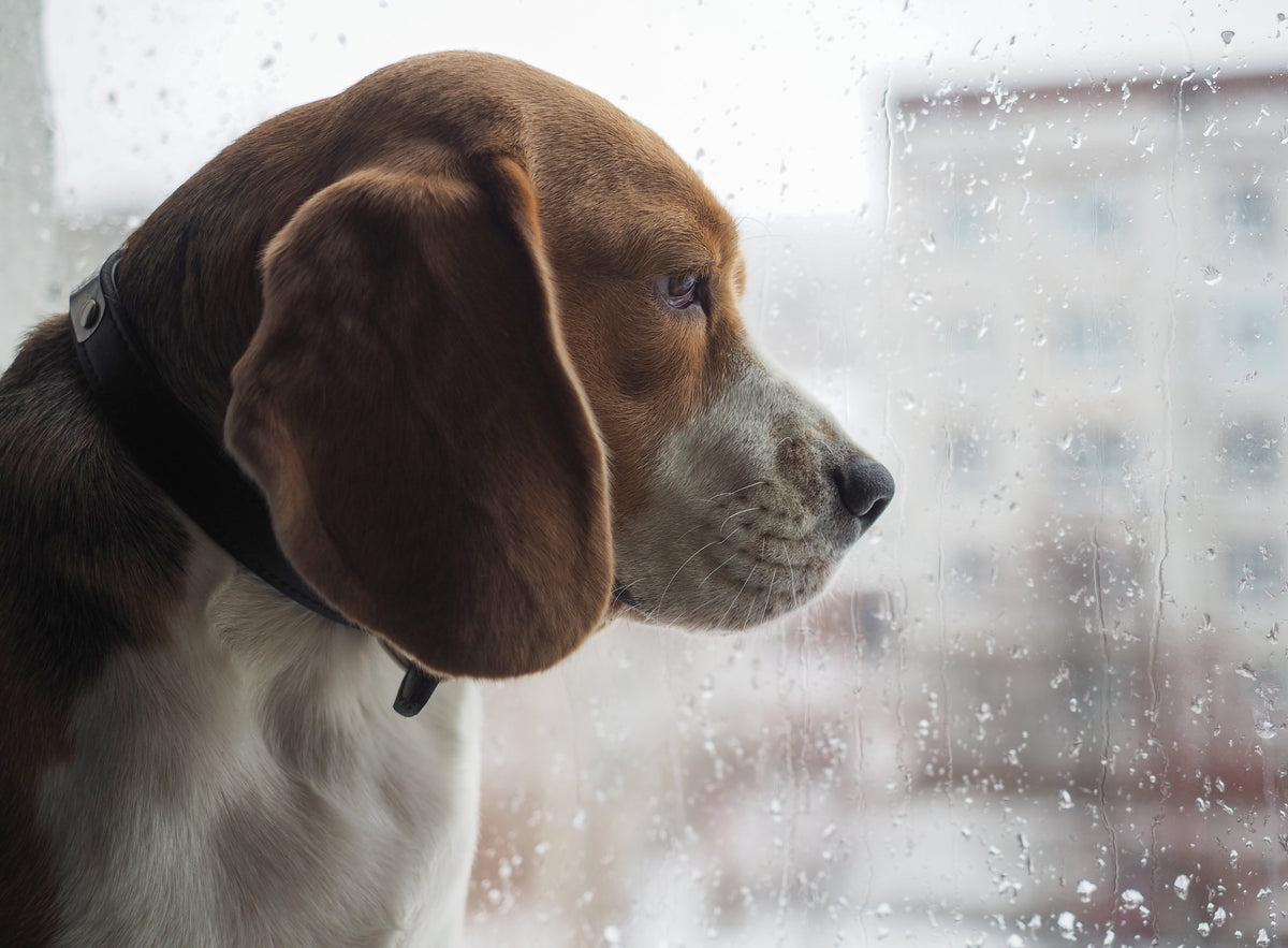 Seasonal Affective Disorder in dogs