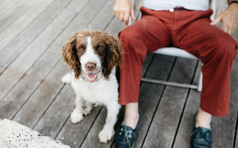 Cocker Spaniel looking at the camera happily