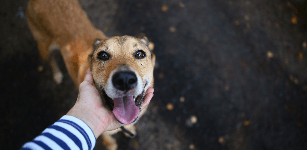 Dog getting scratched under chin