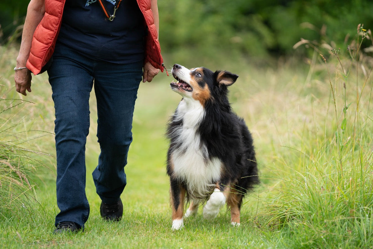 Can I over exercise my dog?
