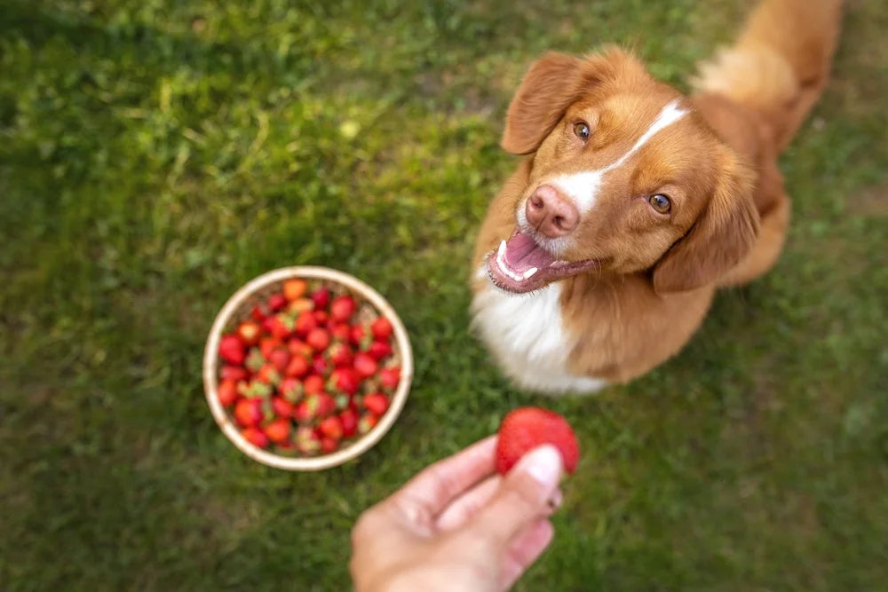Vitamin C for dogs