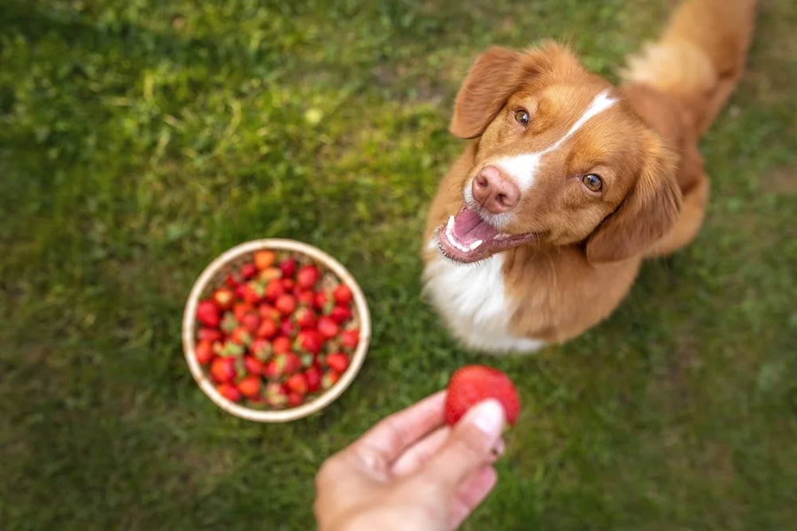 Dog eating a strawberry rich in vitamins