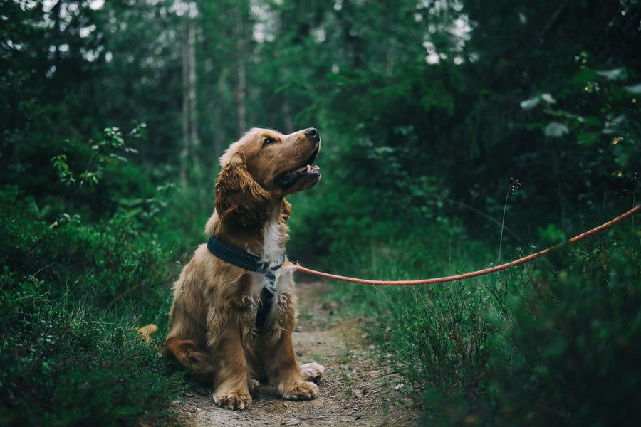 Are dental sticks necessary for dogs?