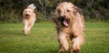 Two dogs running