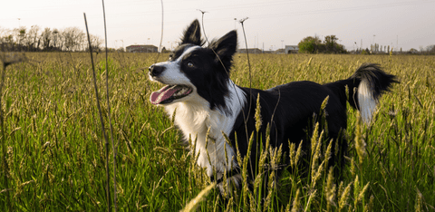 dog in field