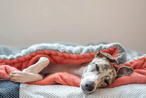 relaxed whippet sleeping