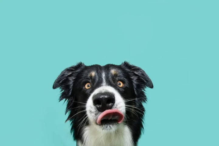 Why do dogs eat their own poop?