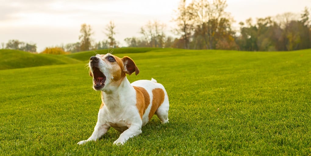 Dog barking lying down