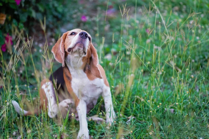 Types of worms found in dogs