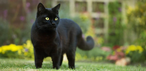 Black Cat outside with healthy skin and coat