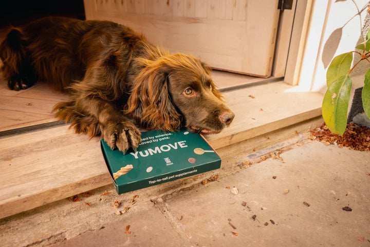 Your guide to YuMOVE – which products work best together?