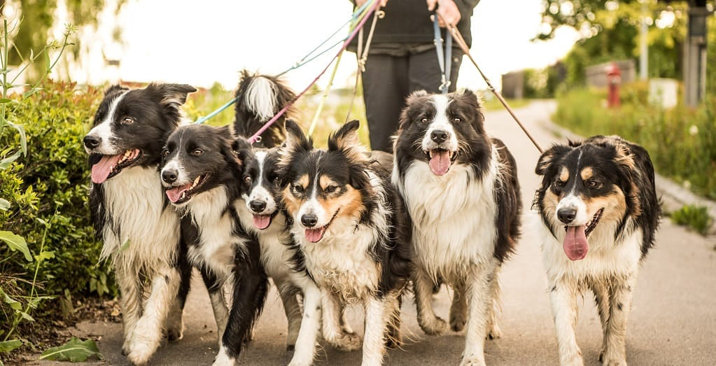 Collies on a walk