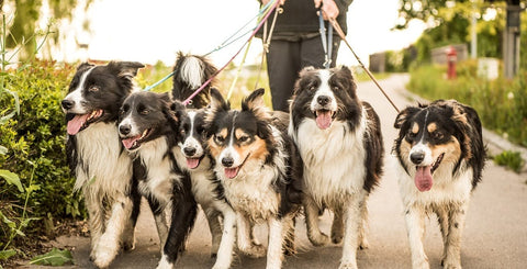 Collies on a walk