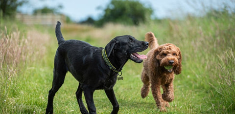 Two dogs running