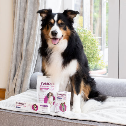 Probiotics for Dogs