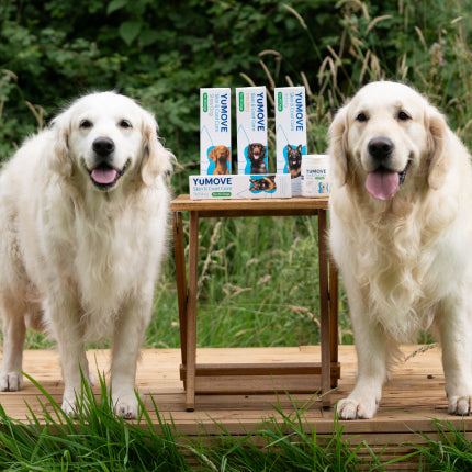 YuMOVE Skin & Coat Supplements Range