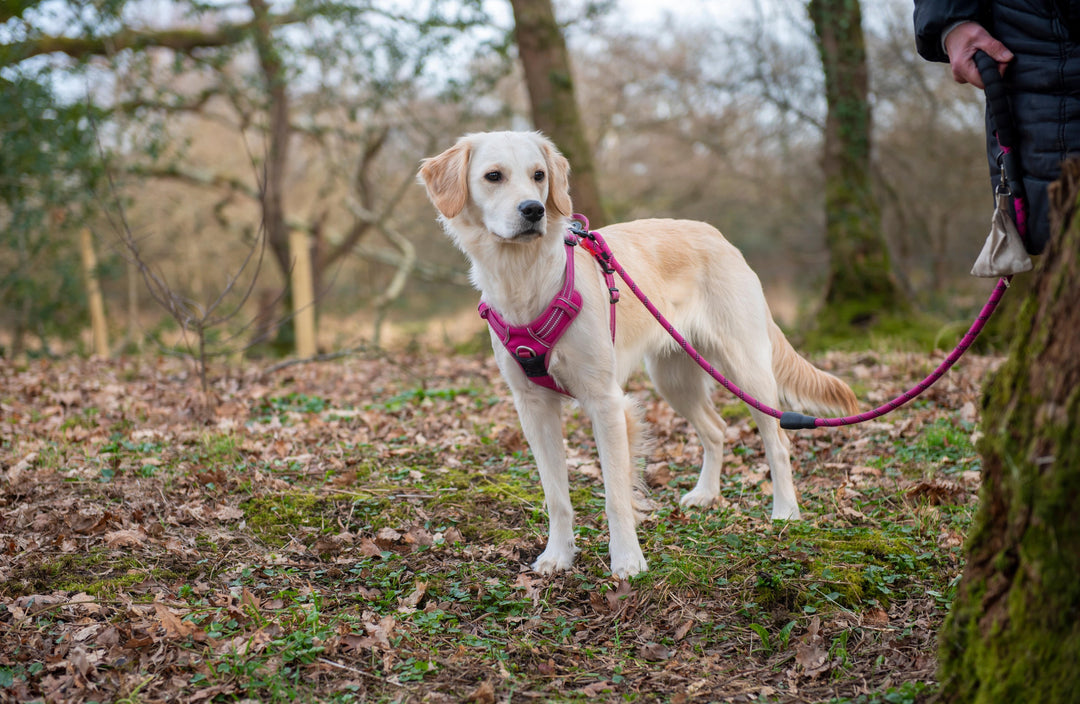 Supplements for Labradors