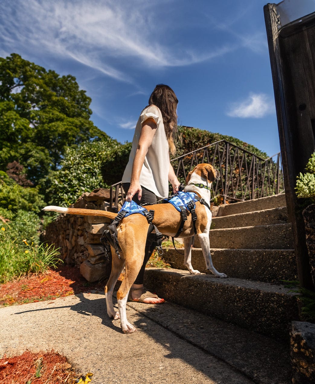 Harness to outlet help dog walk