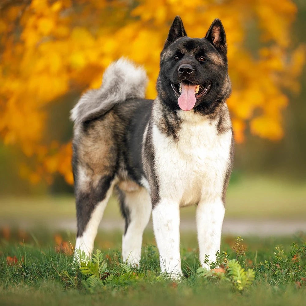 Akita Health Problems | Breed Care & Diet Tips