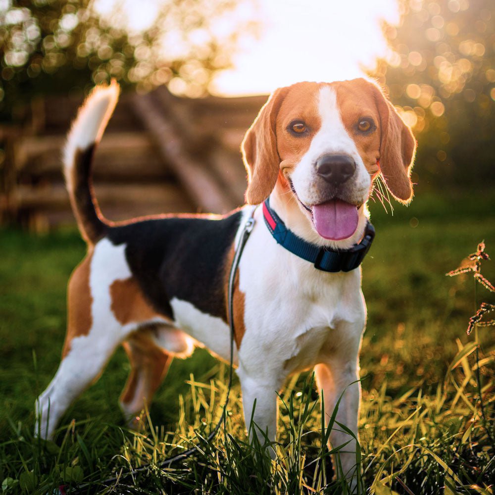 Beagle Dog Health Problems: Essential Care Tips