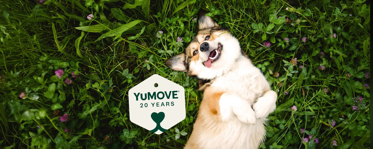 Celebrating 20 years of YuMOVE