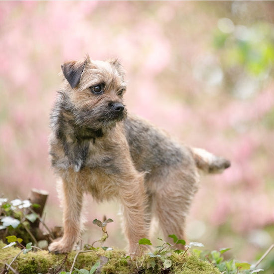 Animal Shelter Border Terrier Terrier Mix Rescue Dogs Near Me