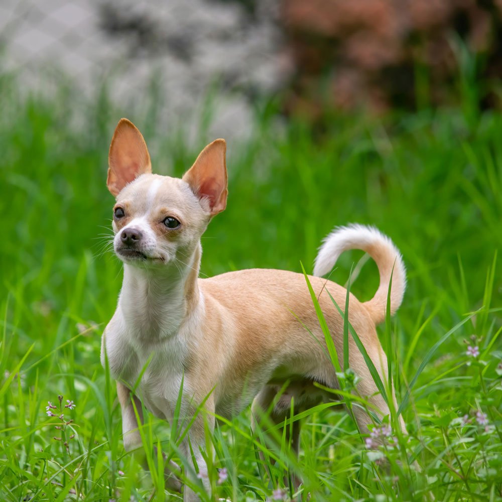 Chihuahua Dog Health Problems: Essential Care Tips