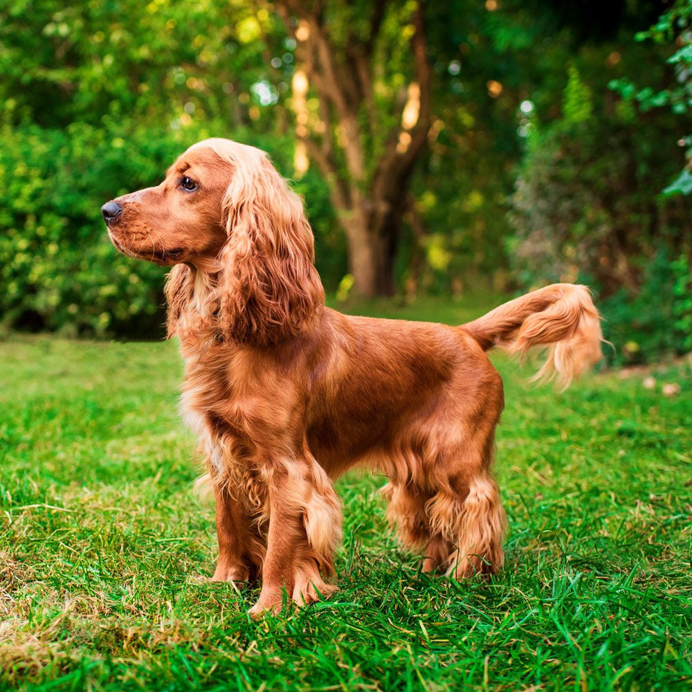 Cocker Spaniel
